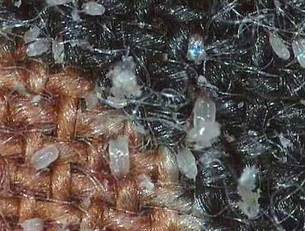 The accumulation of ticks in the carpet