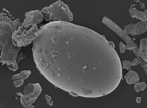 This is what a dust mite egg looks like under an electron microscope.