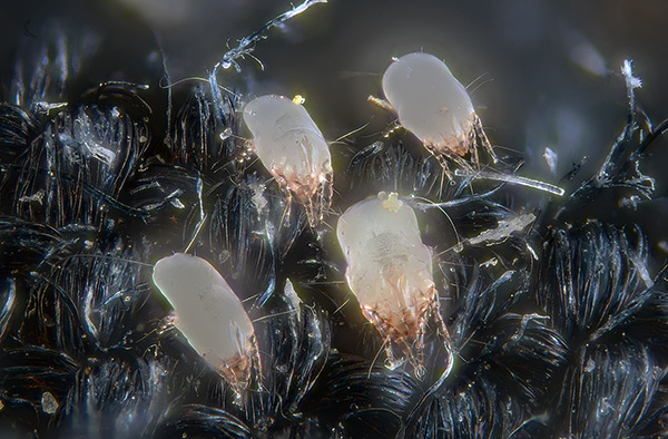 The excreta of dust mites contain digestive enzymes that are strong allergens for humans.