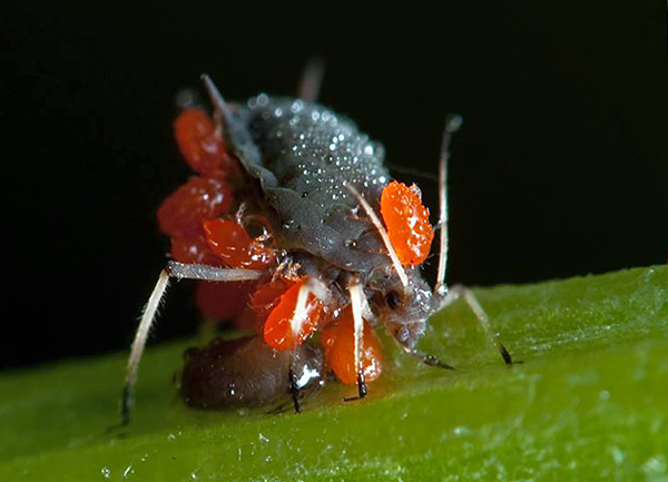 Hostitelem pro larvy roztočů s červenými skořápkami může být různá zvířata - od malých hmyzů po velké savce.