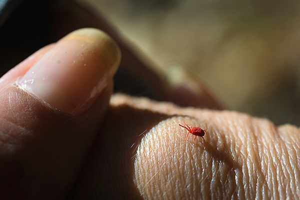 V místě parazitického kousnutí se zánět vyvíjí ve formě červené skvrny nebo papule.