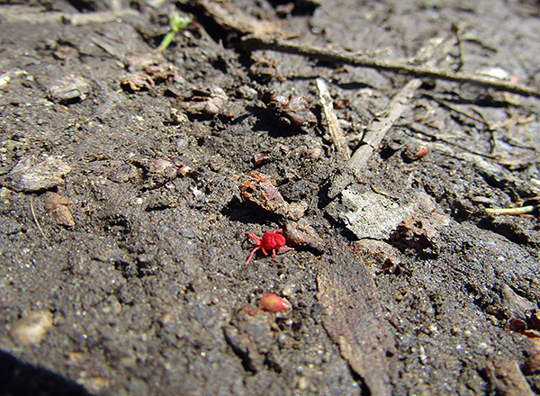 Takoví červení pavouci se často vyskytují na trávě nebo na zemi, dokonce i na zahradním pozemku.
