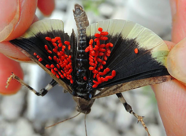 Larvy redlow na moth křídlech.