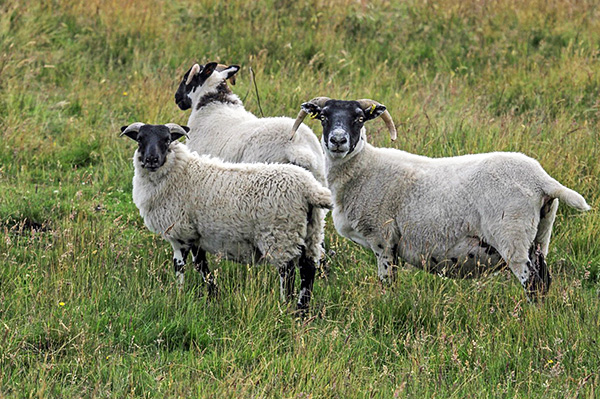 Skotská encefalitida postihuje převážně ovce a může být přenášena skusem psích klíšťat na člověka.