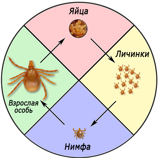Životní cyklus Ixodes ricinus.