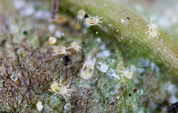 Spider mites on the plant