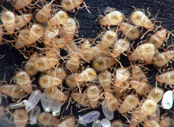 Nymphs bed bugs are parasites and drink human blood