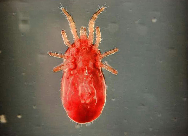 The so-called pigeon mite