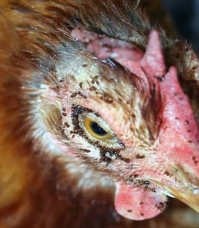 The abundance of chicken mites in the hen house can lead to the freezing of birds.