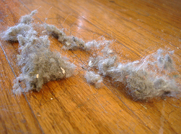 Household dust contains a large number of particles of human skin, which house ticks feed on.