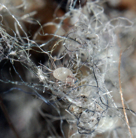 Hairy mite Glycyphagus domesticus