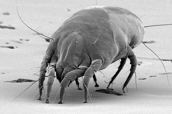 Adult individual (picture taken using a scanning electron microscope).