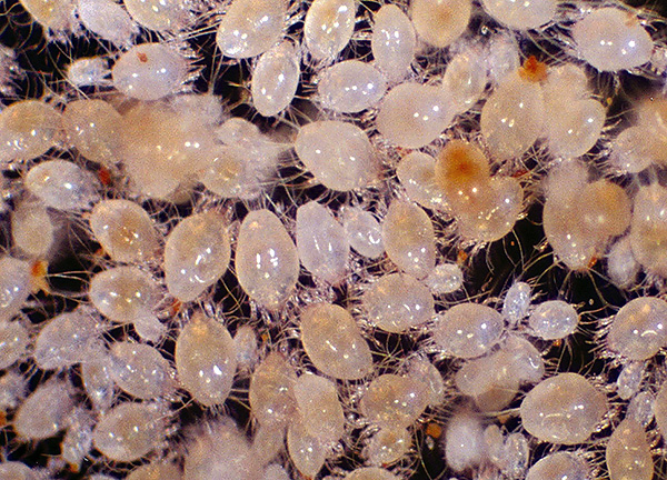 Household mites can form large clumps in carpets, furniture, and other dust collectors.
