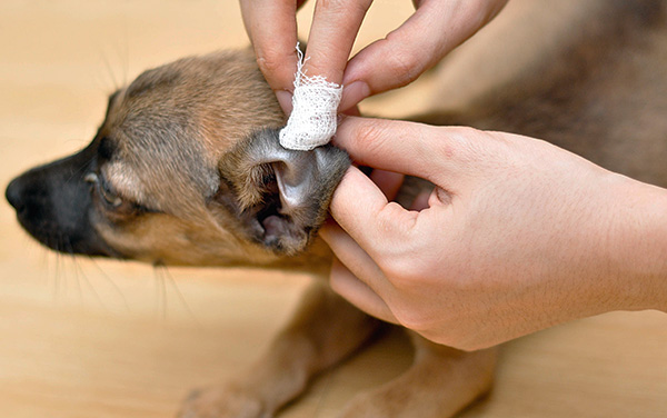 After softening the dirt in the ear, they are removed with gauze or a cotton swab.