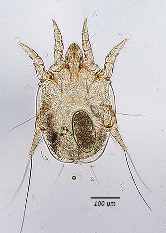 Otodectes cynotis under the microscope, adult