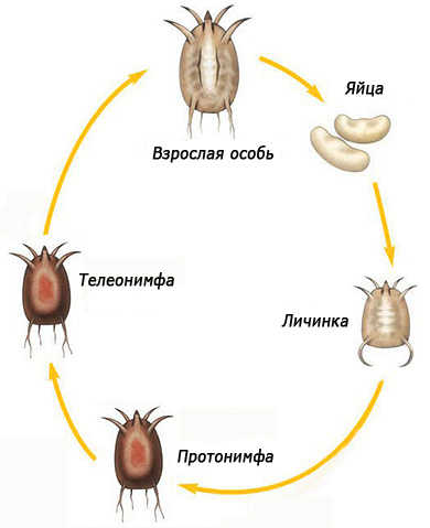 The picture shows the life cycle of the ear mite