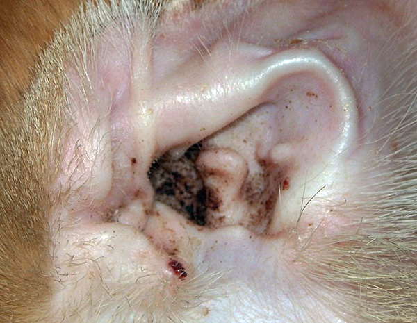Discharge from the ears of a pet with otodectes can cause allergic reactions in humans.