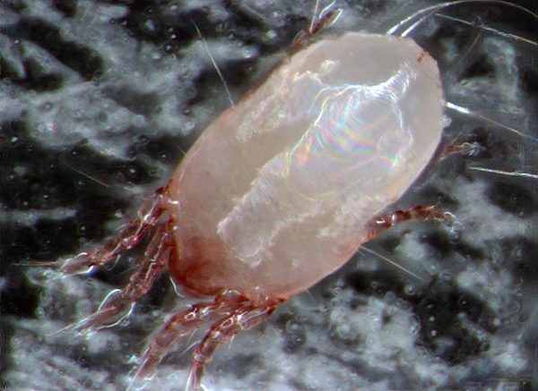 This is how Dermatophagoides pteronyssinus dust mite looks in an optical microscope.