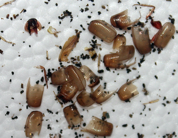 Allergier kan också förekomma på resterna av kitinhöljet av olika insekter - till exempel kackerlackor.