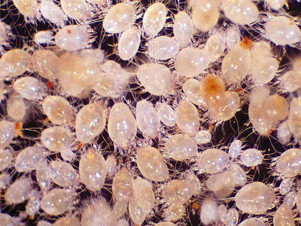 Under favorable conditions, the population of dust mites rapidly increases.