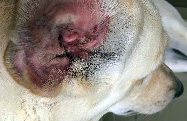 Let's talk about infecting dogs with ear mites and the disease that occurs with this ...