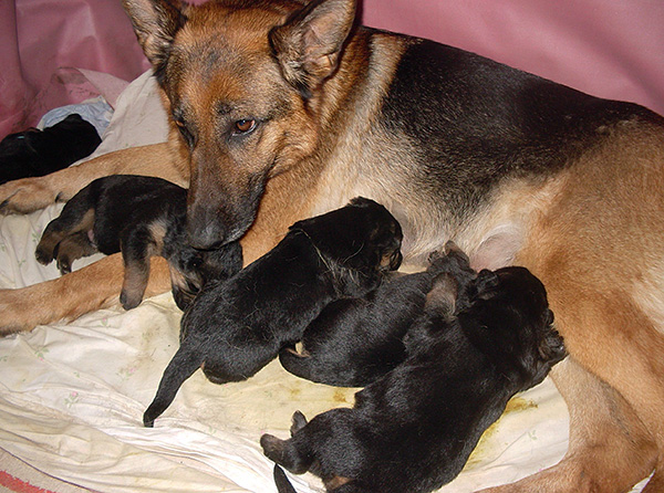 If a dog is sick with otodecosis, then it will inevitably infect its puppies.