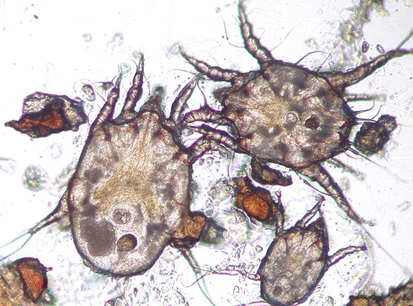 The size of an adult individual does not exceed 0.3 mm, so it is quite difficult to discern the parasite with the naked eye.