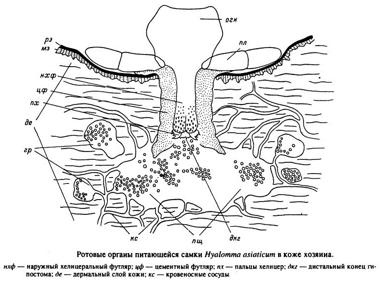 Náustky krmení samice roztoče Hyalomma asiaticum