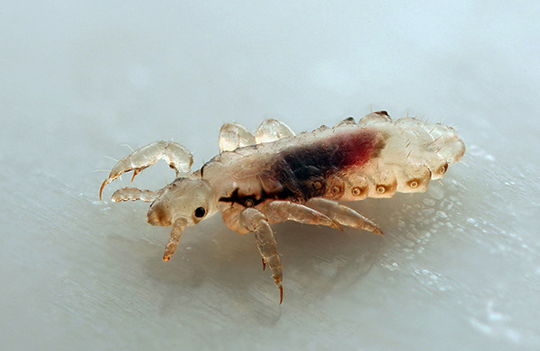 Close-up louse