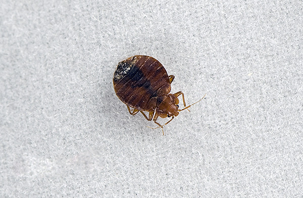 Bed bugs are human bloodsucking ectoparasites.