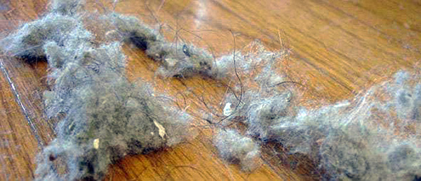 Regelmatige reiniging van stof vermindert de populatie van huisstofmijten in een appartement tot een minimum.