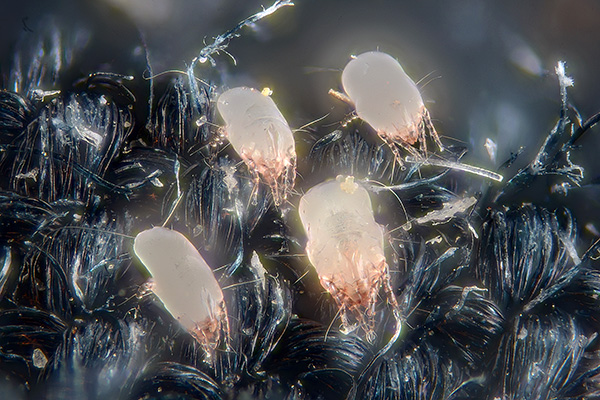 Dust mites