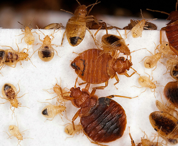 Larvae and adult bed bugs