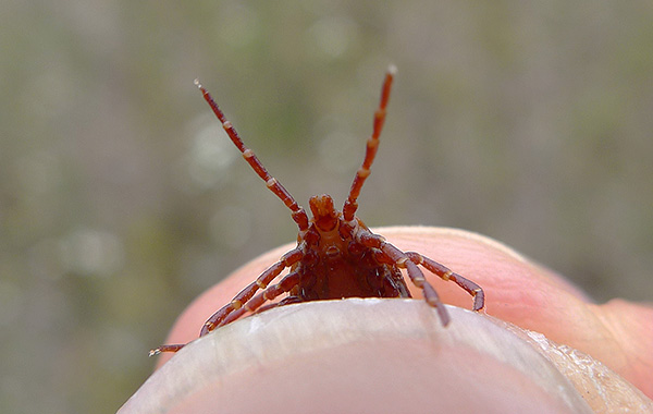 In many regions, ticks are carriers of deadly human diseases.