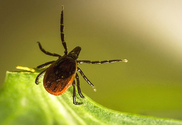 With the right approach, it is possible to reliably protect against tick bites when going on nature.