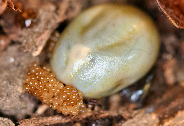 Den blodklappade kvinnliga mitten lägger ägg från bladskräp.