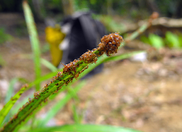 Fotografie ukazuje mnoho nově vylíhnutých larv.